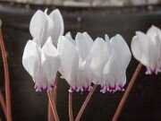 Cyclamen graecum ssp. candicum 20150923 0007