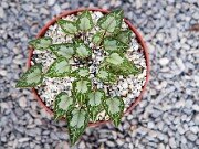 Cyclamen graecum ssp. candicum 20151207 0001