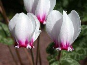C. graecum ssp. candicum