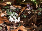 Cyclamen cilicium 0001