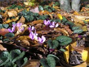 Cyclamen cilicium 0002