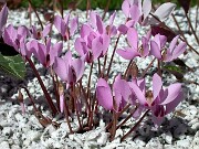 Cyclamen cilicium 0008