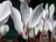 Cyclamen cilicium 0010
