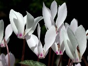 Cyclamen cilicium 0015