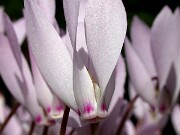 Cyclamen cilicium 0021