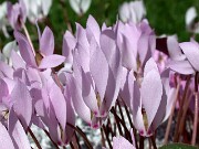 Cyclamen cilicium 0024