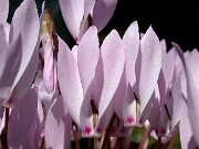 Cyclamen cilicium 0025
