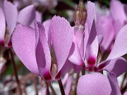 Cyclamen cilicium 0027