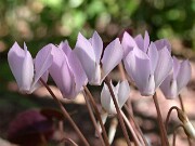 Cyclamen cilicium 0028
