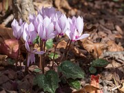 Cyclamen cilicium 20151019 0001