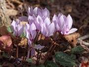 Cyclamen cilicium 20151019 0002