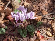 Cyclamen cilicium 20151019 0003