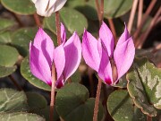 Cyclamen cilicium 20161024 0001