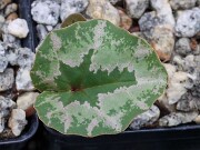 Cyclamen cilicium 20240928 0001