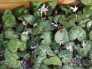 Cyclamen cyprium 20251216 0005