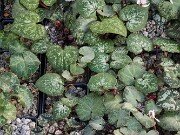 Cyclamen cyprium 20251216 0006