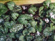 Cyclamen cyprium 20251216 0007