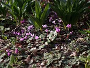 Cyclamen pseudibericum 20120403_0001
