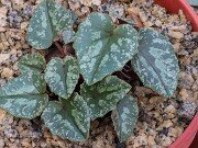 Cyclamen x schwarzii 20251120 0001