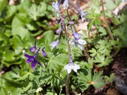 Delphinium tricorne 20110011