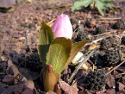 Helleborus thibetanus 0013