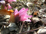 Helleborus thibetanus 0014