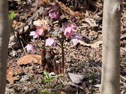 Helleborus thibetanus 20110002