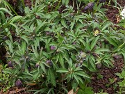 Helleborus torquatus 202503129 0003