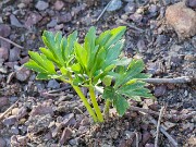 Helleborus vesicarius 20160328 0001