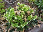 Interspecific Hybrids