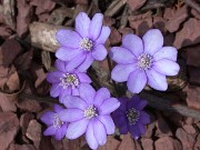 Hepatica transsylvanica 0004
