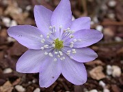 Hepatica transsylvanica 0007