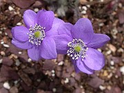 Hepatica transsylvanica 0008