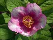 Paeonia Anika 0002