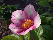 Paeonia Anika 0003