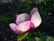 Paeonia Anika 0007