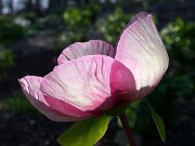 Paeonia Anika 0008
