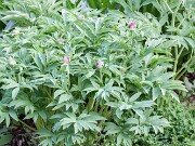Paeonia arietina 20160427 0001