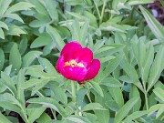 Paeonia arietina 20160427 0002