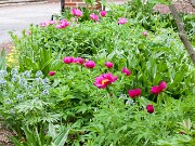 Paeonia arietina 20170430 0001