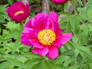 Paeonia arietina 20170430 0002