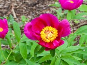 Paeonia arietina 20170430 0003