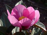 Paeonia cambessedesii 0002