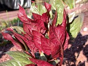 Paeonia cambessedesii 0003
