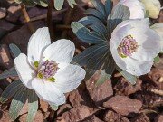 Eranthis