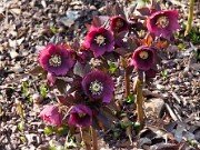 Helleborus