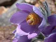 Pulsatilla