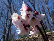 Bergenia