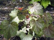 Heuchera