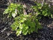 Tiarella